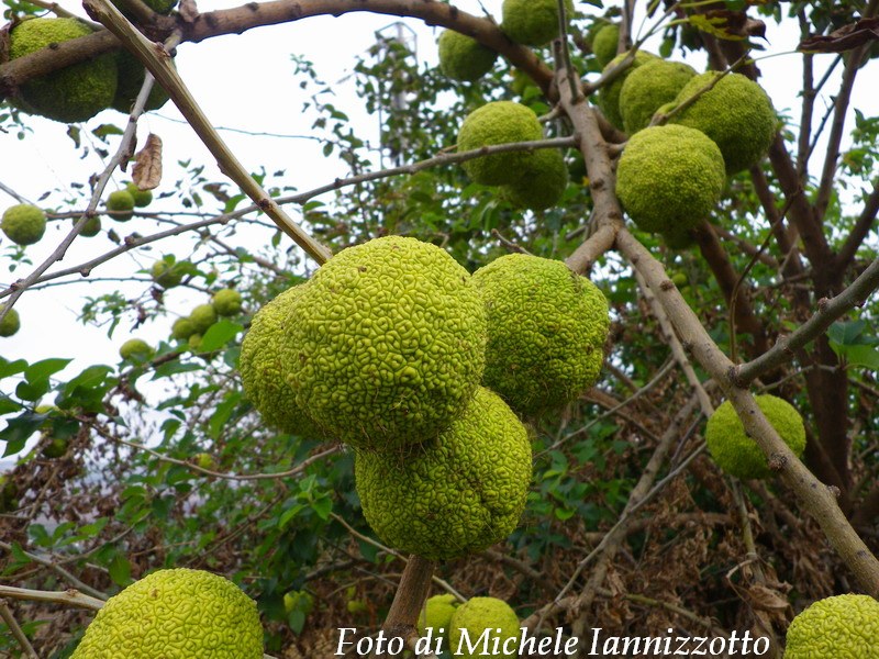 Maclura pomifera